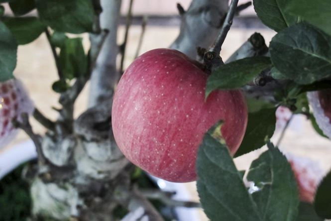 7 triệu một cây táo chơi Tết ở Hà Nội